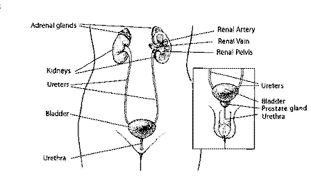Illustration showing position of adrenal glands